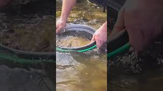 Echidna Creek Gold Prospecting  ASMR [upl. by Burbank59]