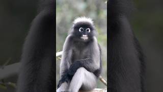 Dusky Leaf Monkey [upl. by Eenehs]