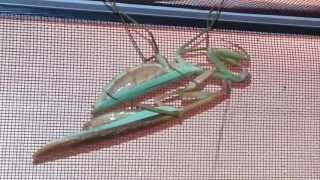 Chinese Mantis Mating [upl. by Adnorrahs]