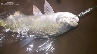 PESCA DE SUPERVIVENCIA EN EL RÍO DE MADRE DE DIOS  PERU [upl. by Orlan]