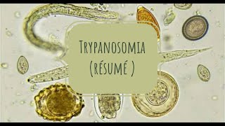 LA PARASITOLOGIE 🦐 EN RÉSUMÉ 5 Trypanosomose [upl. by Alphonsa524]