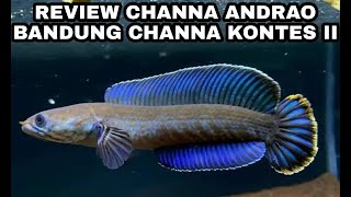 REVIEW CHANNA ANDRAO SIZE 10CM UP JUARA KONTES BANDUNG CHANNA CONTEST 2 SNAKEHEAD ADA 300 IKAN LEBIH [upl. by Anurb]