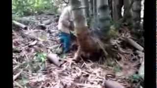 Giant Bamboo Biggest in Thailand 3 [upl. by Neelra]