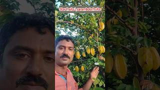 స్టార్ ఫ్రూట్స్ కారంబోలా ఫ్రూట్స్  Ramanujans garden nature exoticfruitplants [upl. by Aelgna]