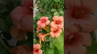 beautiful tecoma flower 🌺plants youtubeshorts [upl. by Marfe343]