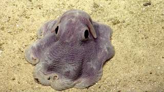 Dumbo Octopus in Action  Nautilus Live [upl. by Nyleikcaj]