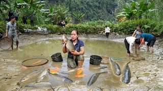 Harvesting Golden Carp  Fish  to sell  Grilled fish  Cooking [upl. by Marji]