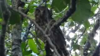 Morepork  Ruru claims Its territory  Great Barrier Island [upl. by Ahsoj]