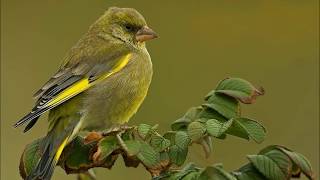 Welke vogels zingen in uw tuin [upl. by Nautna]