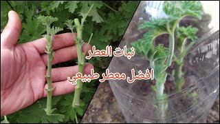 اسهل طرق إكثار نبات العطر العطرة العطرشةالعطرشان Pelargonium graveolens، و رعايته و كل شئ عنه [upl. by Llerruj]