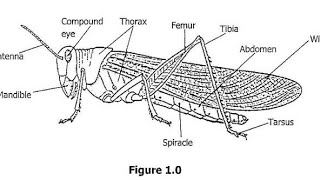 Biology paper 2 2018 GCE [upl. by Elyrad]