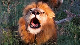 Lions Roaring Compilation  Kruger Park Sightings [upl. by Rivi]