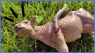 INACREDITÁVEL A VACA FOI MORDIDA POR UMA COBRA NO CAMPO [upl. by Yelad]