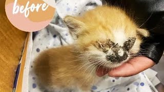 a fragile orange kitten was underweight and struggling to breathe [upl. by Htezzil]