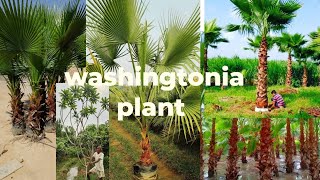 आज आपको दिखाते हैंwashingtonia plant champa plant pilkhan plant tota plant gardenplants 🌴🌴 [upl. by Bianca]