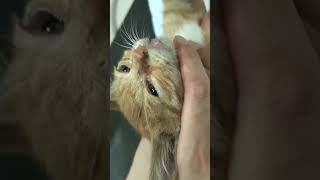 Resue a kitten broken legs cat kitten rescue animals catlover foryou [upl. by Mercie280]