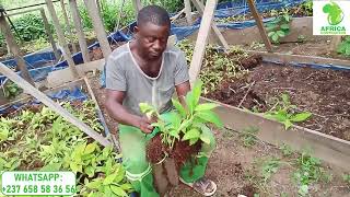 banane plantain tout commence ici [upl. by Leonore]