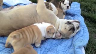 Bella and Brunos 4 week old english bulldog puppies [upl. by Nev]