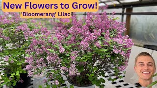 ReBlooming Lilac Bloomerang  Try this New Plant [upl. by Charleton]