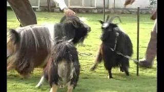 Dutch Landrace Goat Goats [upl. by Deegan]