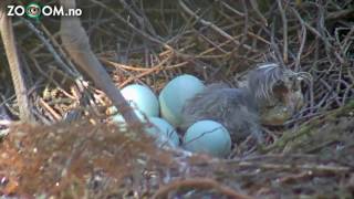 Mother feeding babyheron [upl. by Fredi]