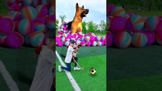 Rescue the trapped dachshund on the football field Douyin Assistant Popular 🐕🤯 [upl. by Zelda]