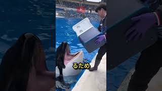 氷を食べるシャチの解説 shorts orca [upl. by Anairb]