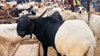 Insane Ram price a day to Sallah Festival In Nigeria Part 1  Eid alAdha 2021 [upl. by Johen]