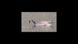 Canada Goose [upl. by Uthrop]