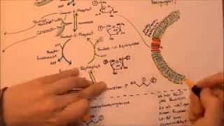 Glykolyse und angrenzende Stoffwechselwege  Song [upl. by Hecht]