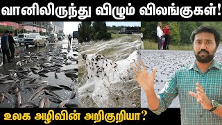 மழையாகக் கொட்டும் உயிரினங்கள்  மீன் மழை பெய்தது எப்படி  Real reason for fish rain [upl. by Kreit]