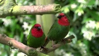 Les oiseaux exotiques de Gilles Sebileau Vendée [upl. by Rhines]