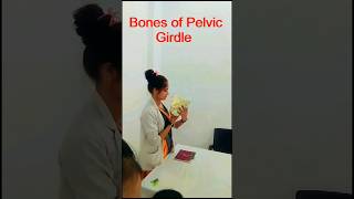 Bones of Pelvic girdle  Nursing School shorts pelvic viral nursing trending youtubeshorts [upl. by Dubenko696]