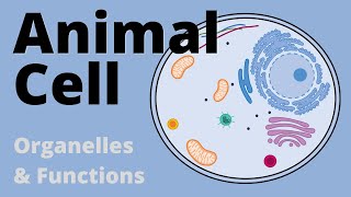 Structure and Function of the ANIMAL CELL explained Organelles [upl. by Norad]