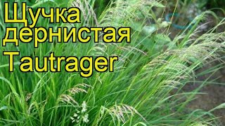 ЩучкаЛуговик дернистая Таутрагер Краткий обзор описание deschamsia cespitosa Tautrager [upl. by Sedlik437]