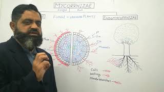 Mycorrhizae Urdu Hindi medium profmasoodfuzail Endomycorrhizae  Ectomycorrhizae  Mutualism [upl. by Assilana]