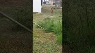 THIS IS ALREADY OVERGROWN cuttinggrass satisfying lawncare weedeater grasscutter brushcutter [upl. by Nellak175]