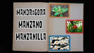 MANDRÁGORA – MANZANO – MANZANILLA  DICCIONARIO ESOTERICO [upl. by Beisel690]