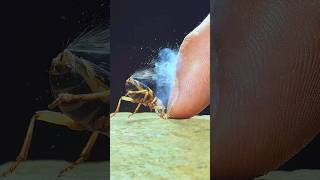 The Explosive Power Of The Fantastic Bombardier Beetle wildcreatures animalfacts [upl. by Senga]