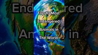 Top 10 most Endangered Animals in the world youtube viral trending [upl. by Eirroc]