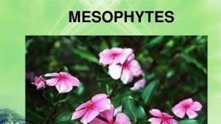 Mesophytes plant its characteristics with example MesophytesplantsDefination with behaviours [upl. by Holmann]