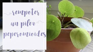 Comment rempoter un pilea peperomioides Tuto jardinage [upl. by Ardnohsal26]