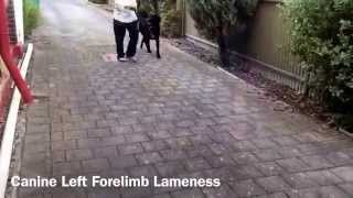 Canine Left Forelimb Lameness [upl. by Grosvenor]