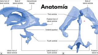 Hernias cerebrales neurorradiologia Hernia subfalcina hernia transtentorial hernia amigdalina [upl. by Estrella]