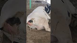 calving process start deliveryyoutubeshorts cow farming [upl. by Arrahs465]