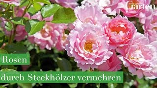 Rosen durch Steckhölzer vermehren SchrittfürSchrittAnleitung [upl. by Salome]