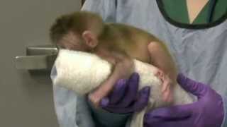 Worlds first chimeric monkeys are born Video Reuters [upl. by Assirac]