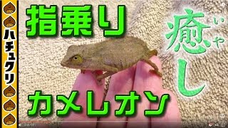 小さな指乗りカメレオン★コノハカメレオンカレハカメレオン Pygmy Leaf Chameleon【爬虫類ペット】 [upl. by Gilman489]