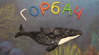 Горбач Megaptera novaeangliae Пластилиновый познавательный мультфильм Plasticine Animation [upl. by Llevart]