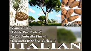 ITALIAN STONE PINE Seed  Pinus pinea Tree Seeds on wwwMySeedsCo [upl. by Yddor]